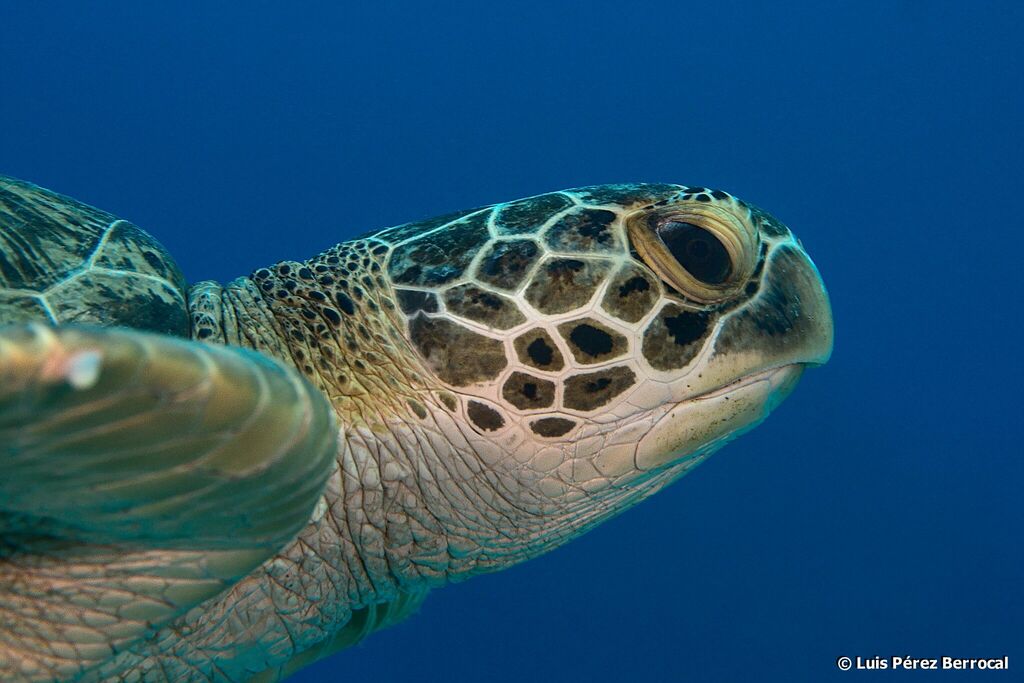 Tortue verte