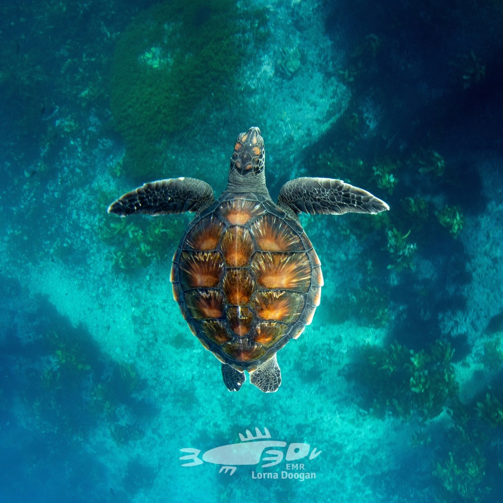 Tortue verte