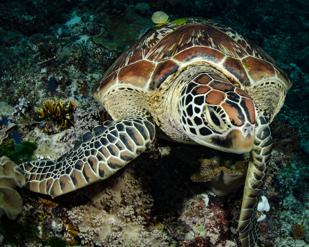 Tortue verte
