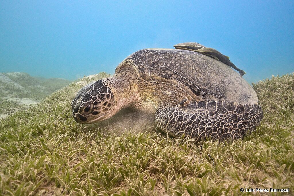 Tortue verte