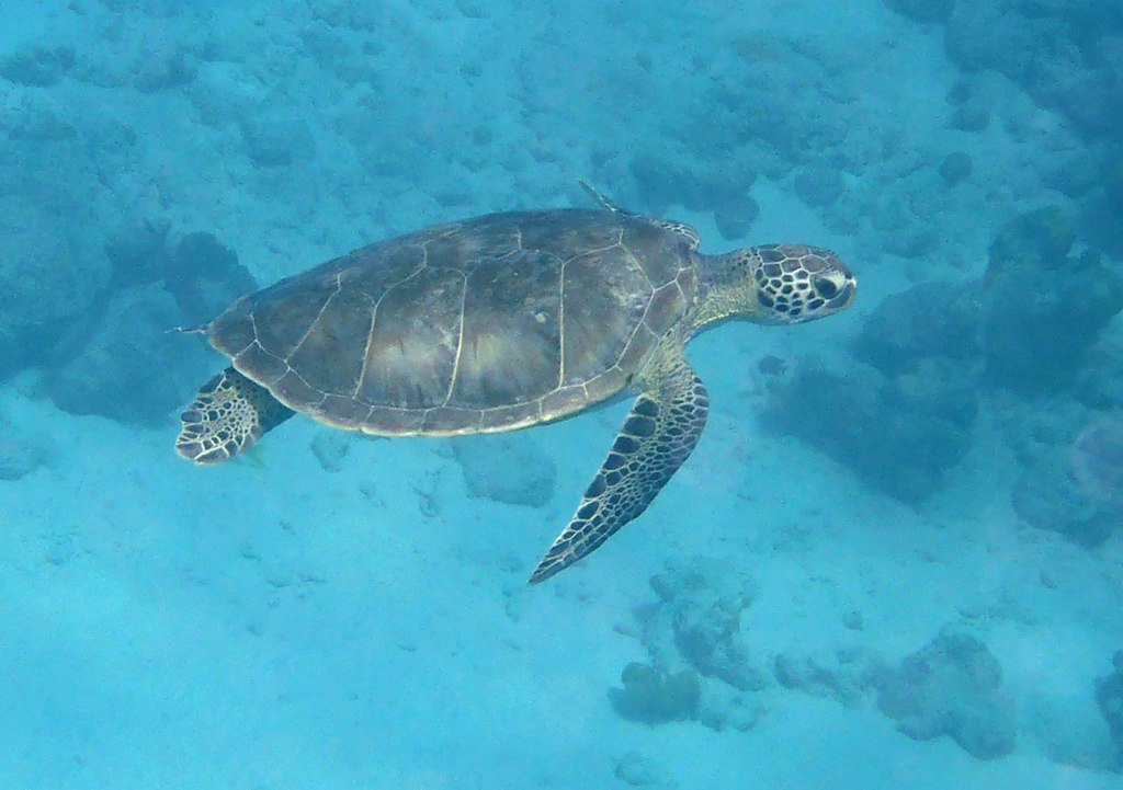 Tortue verte