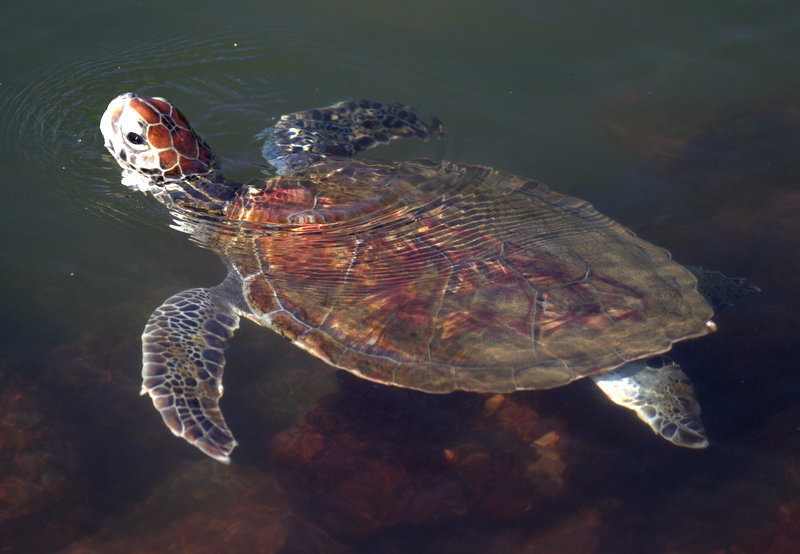 Tortue verte