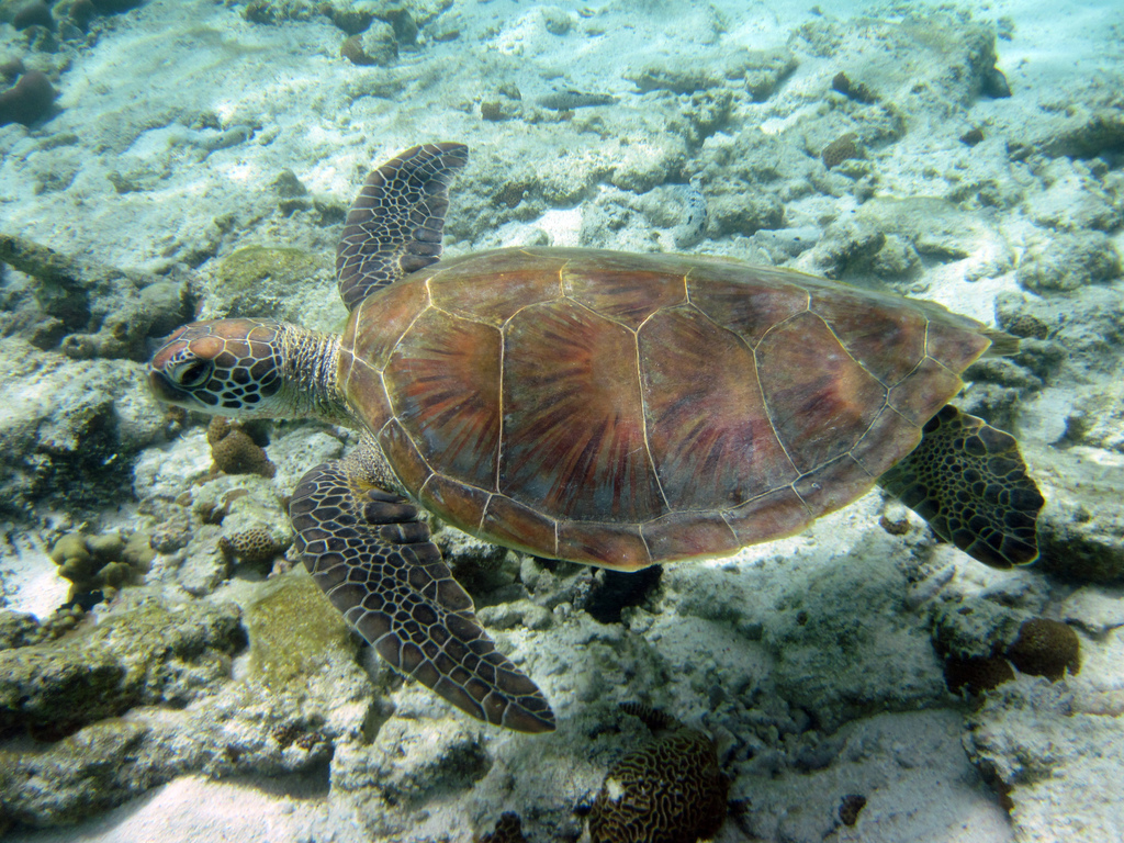Green Sea Turtle
