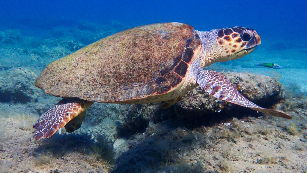 Tortue Caouanne