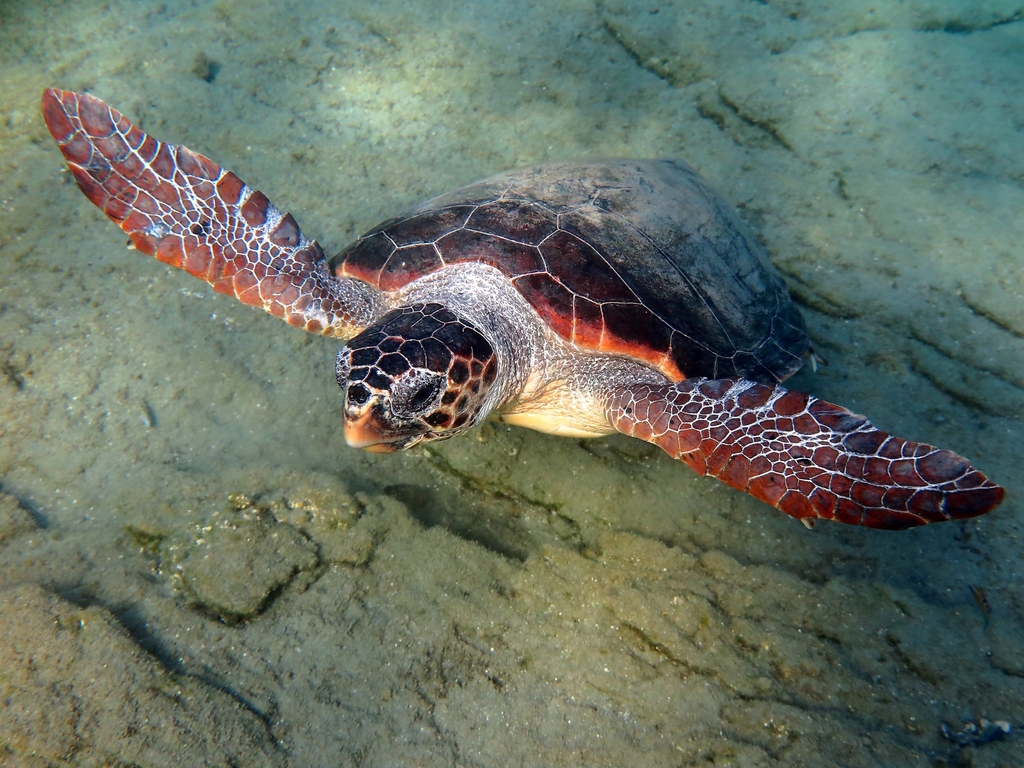 Tortue Caouanne