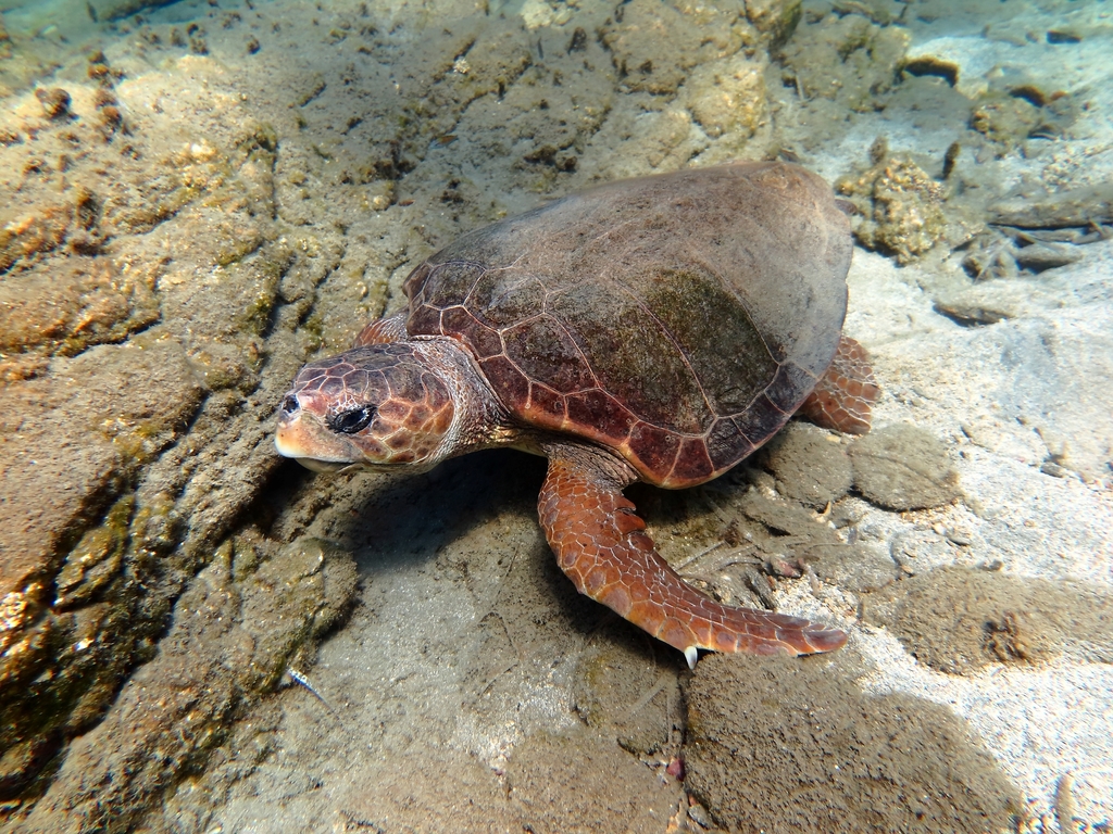 Tortue Caouanne