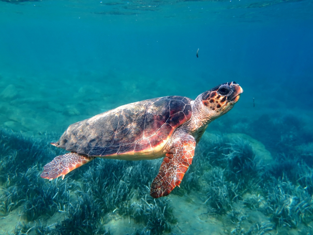 Tortue Caouanne