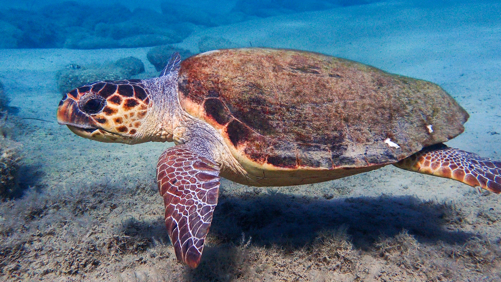 Tortue Caouanne