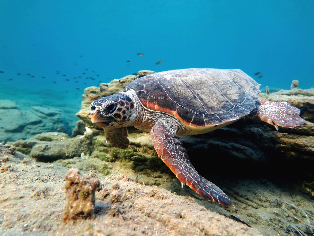 Tortue Caouanne