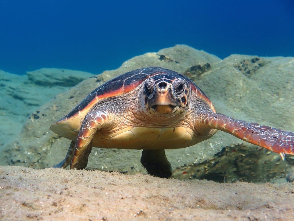 Tortue Caouanne
