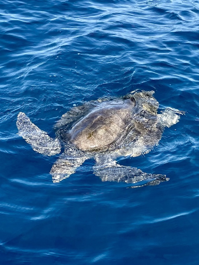 Olive Ridley Sea Turtle