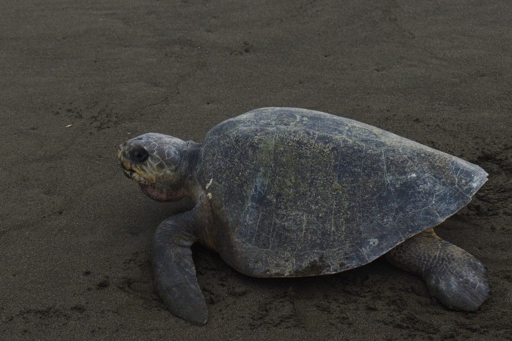 Olive Ridley Sea Turtle