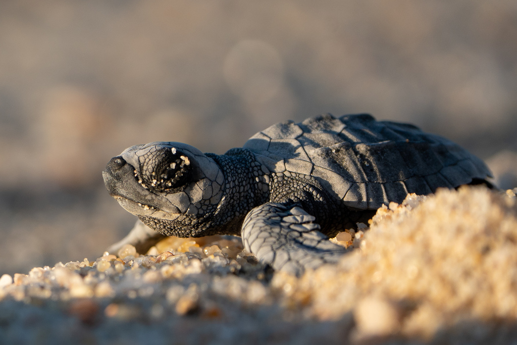 Olive Ridley Sea Turtle
