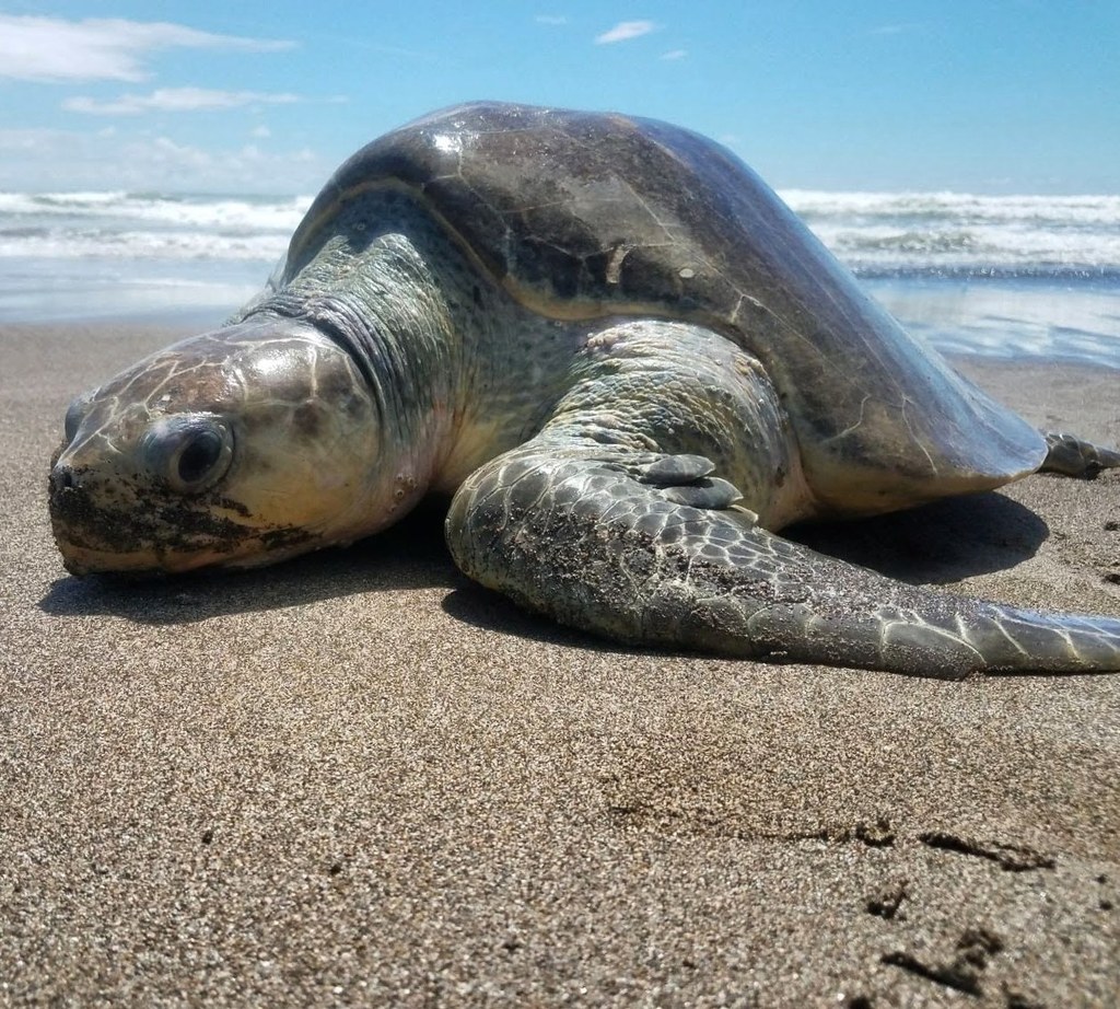 Olive Ridley Sea Turtle