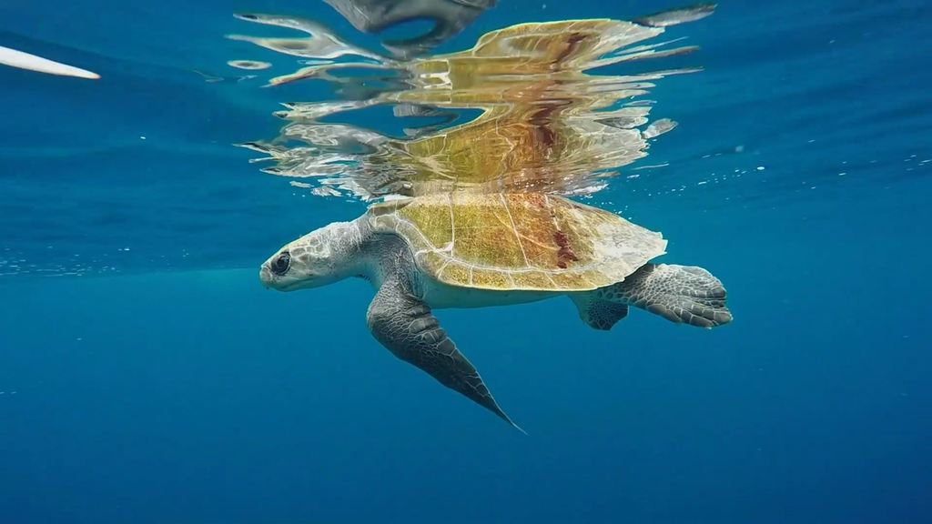 Olive Ridley Sea Turtle