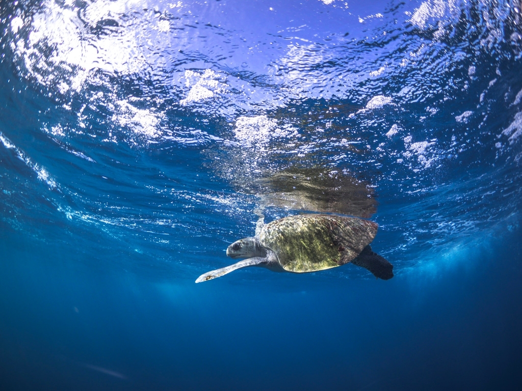 Olive Ridley Sea Turtle