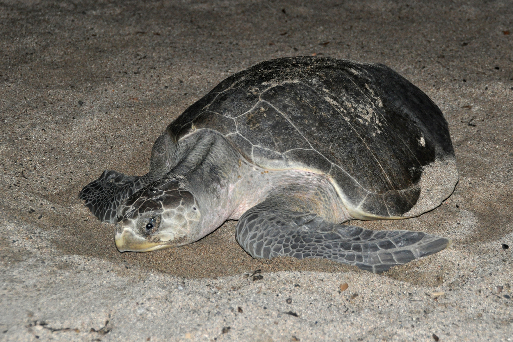 Olive Ridley Sea Turtle