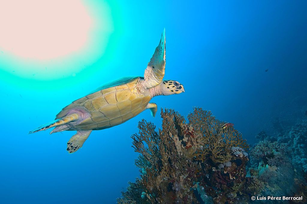 Tortue imbriquée