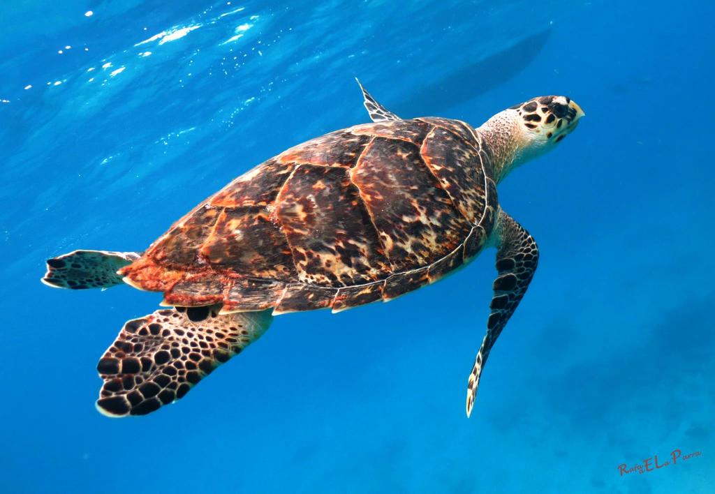 Hawksbill Sea Turtle
