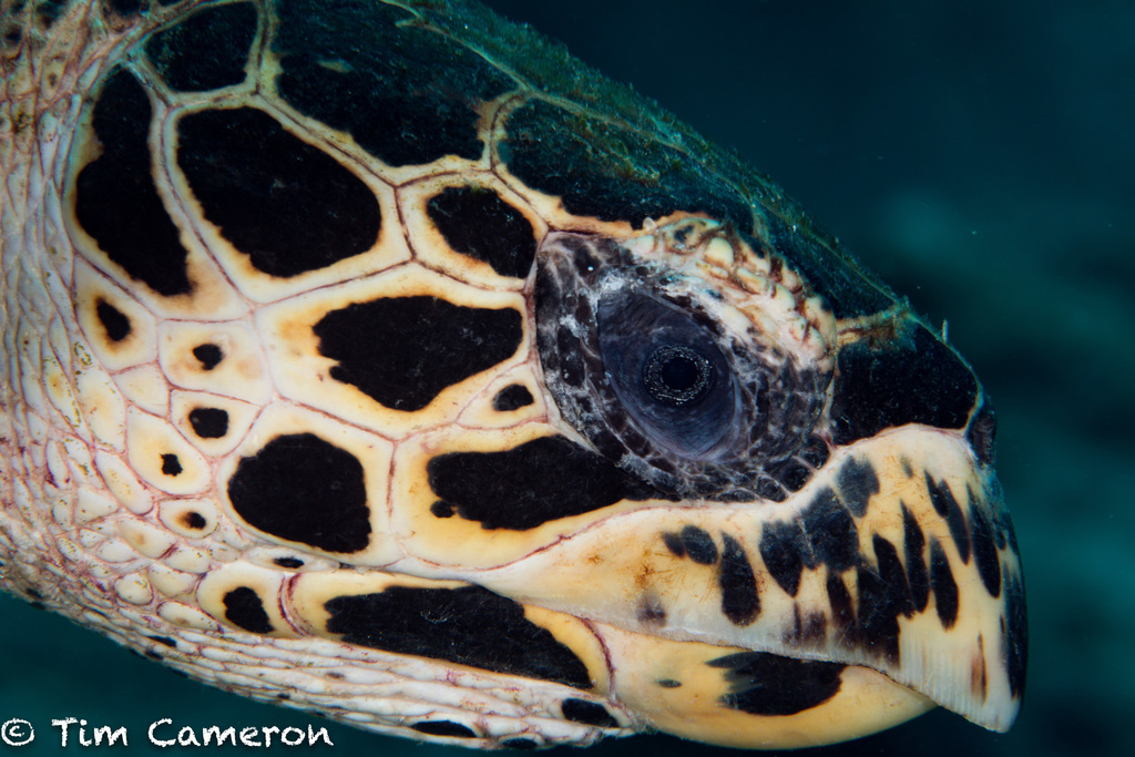 Tortue imbriquée