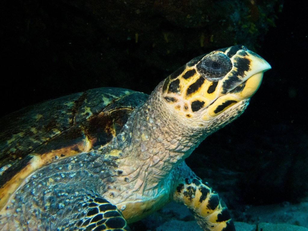 Tortue imbriquée