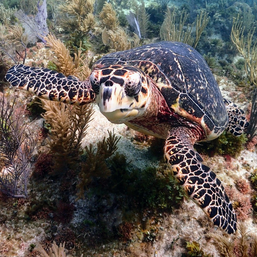 Tortue imbriquée