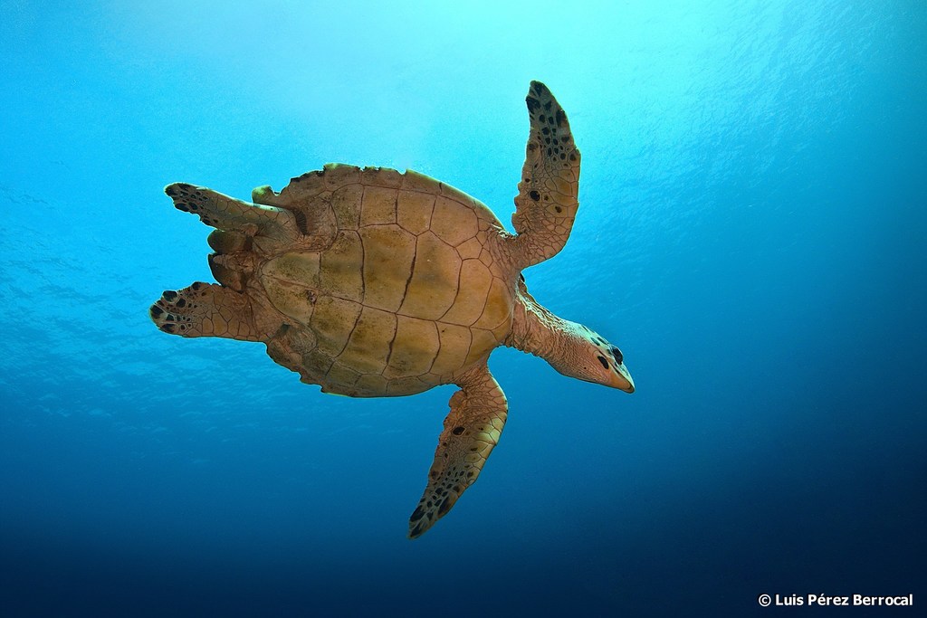 Tortue imbriquée