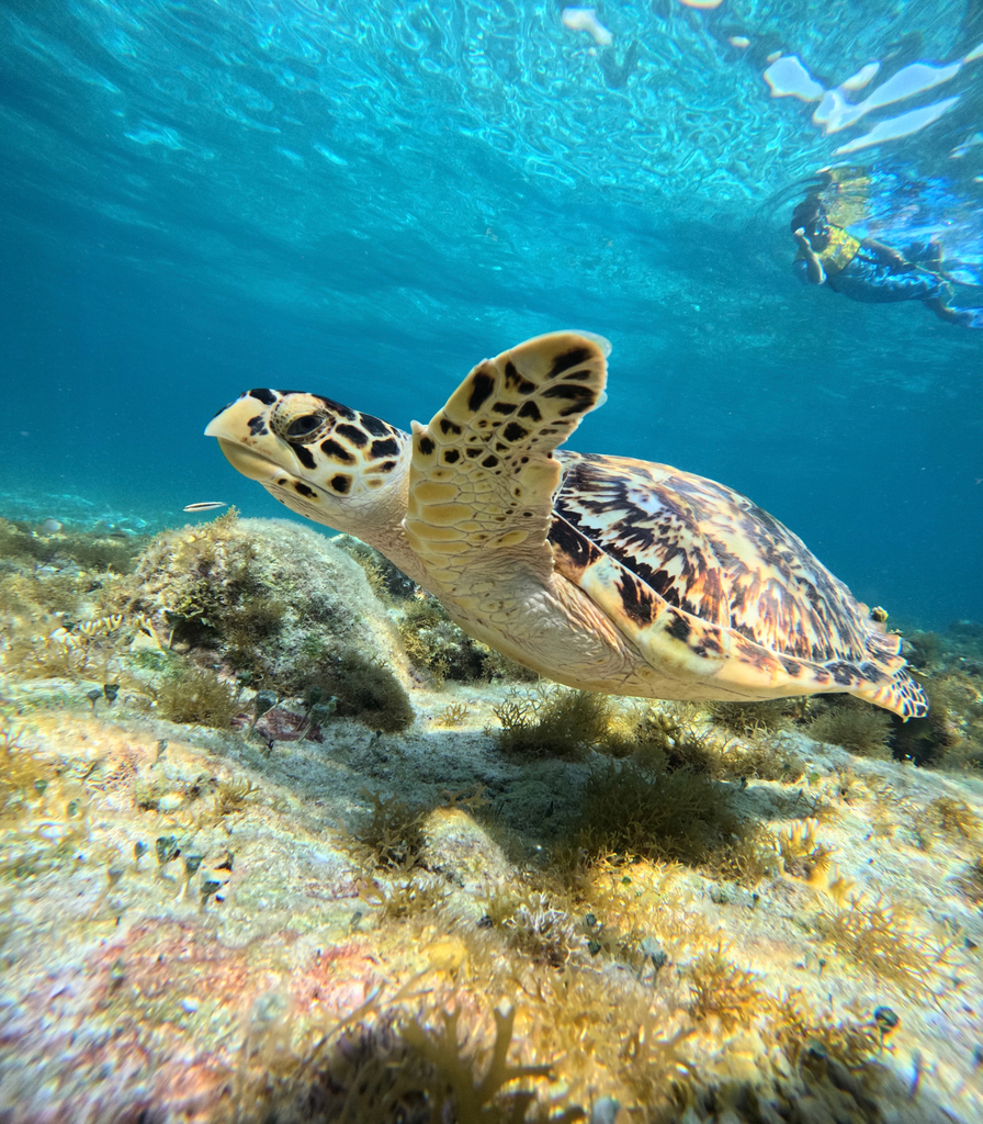 Tortue imbriquée