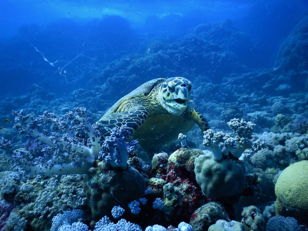 Tortue imbriquée