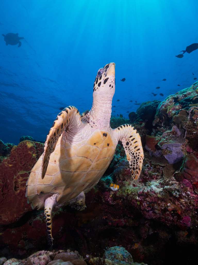 Tortue imbriquée