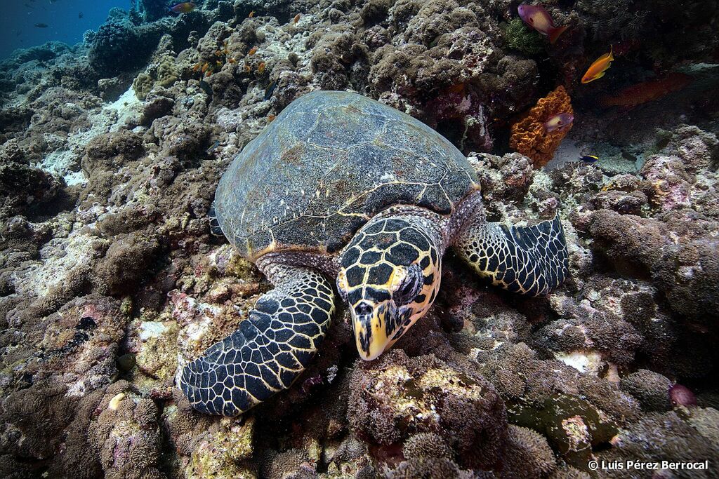 Tortue imbriquée
