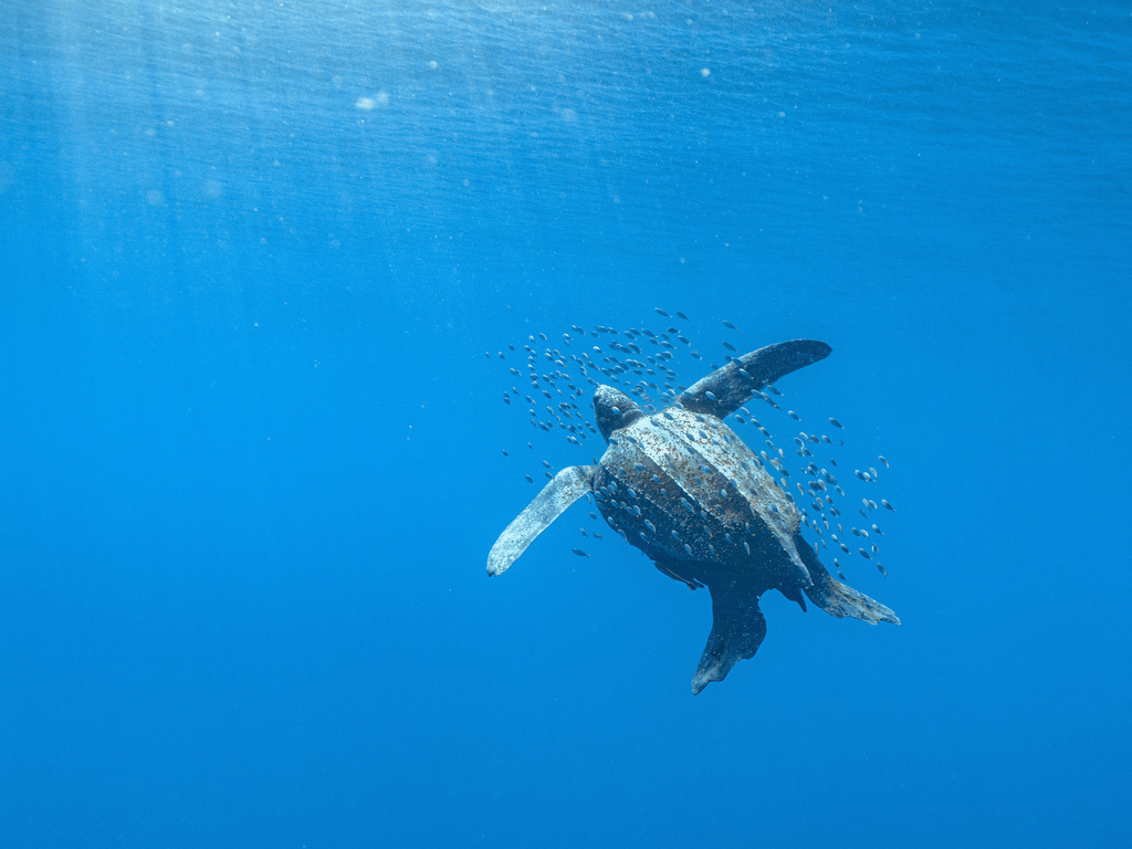 Tortue Luth