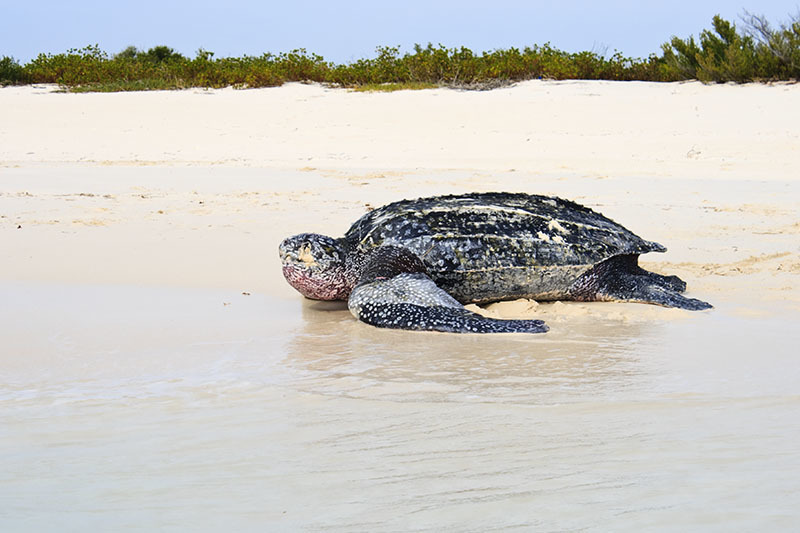 Tortue Luth