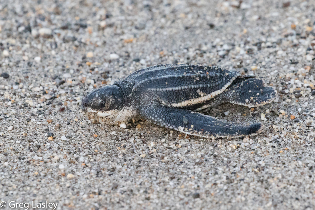 Tortue Luth