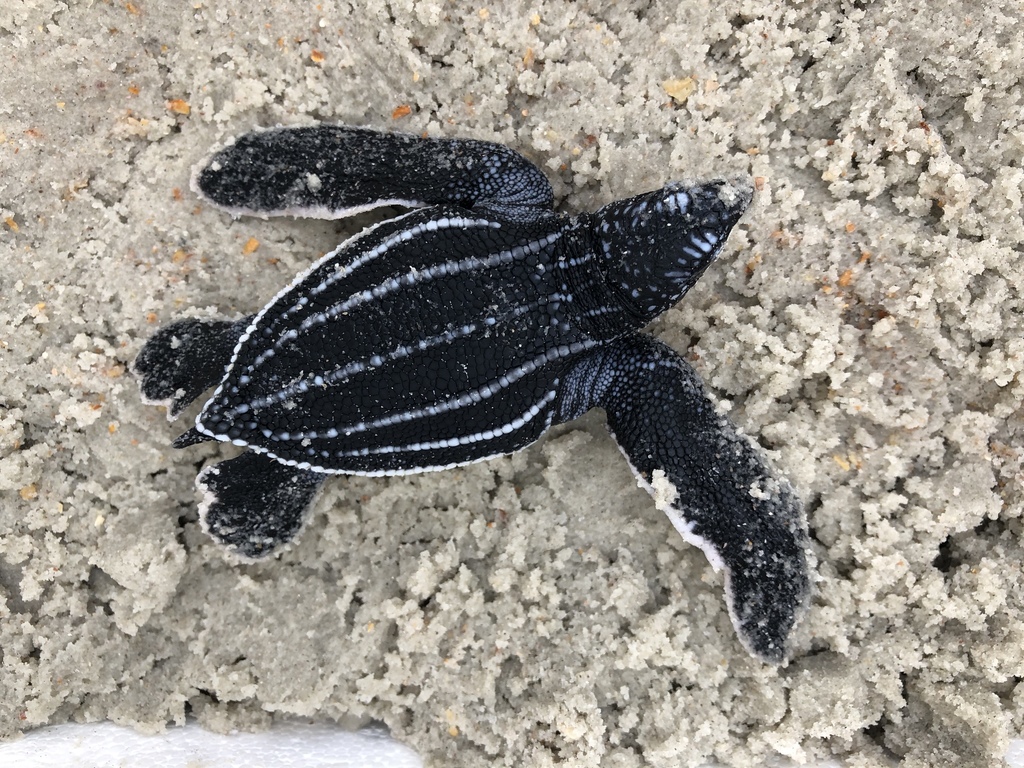 Tortue Luth