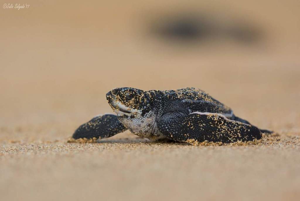 Tortue Luth