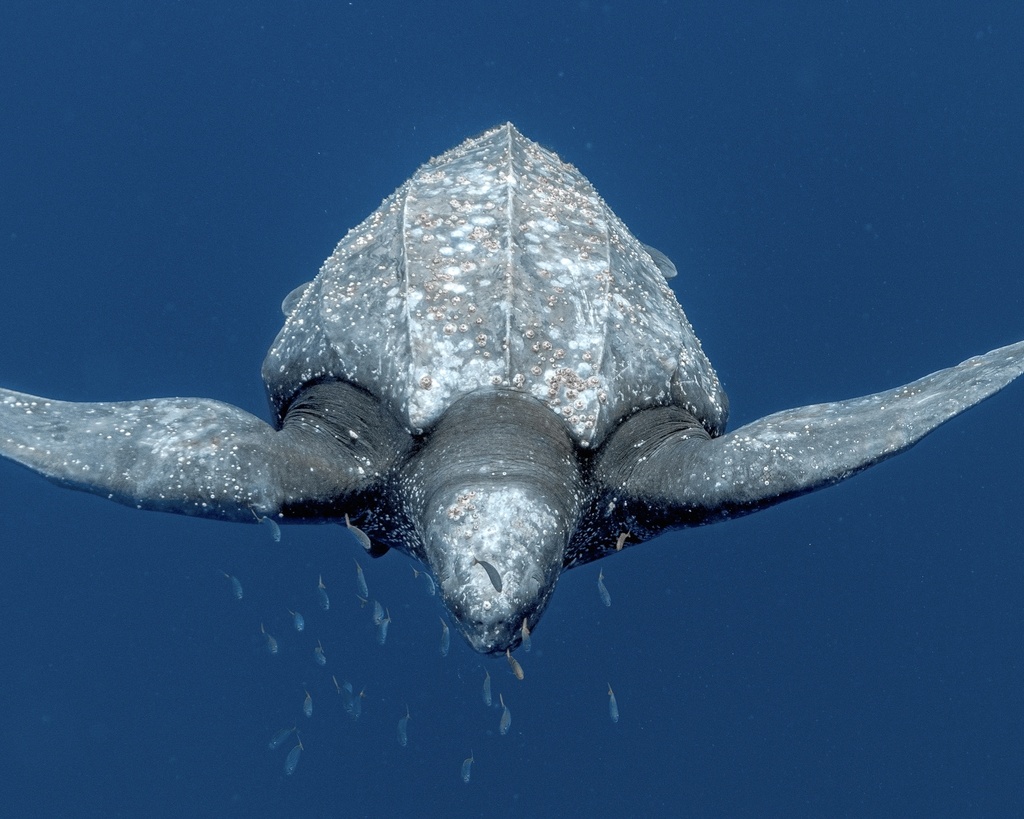 Leatherback Sea Turtle