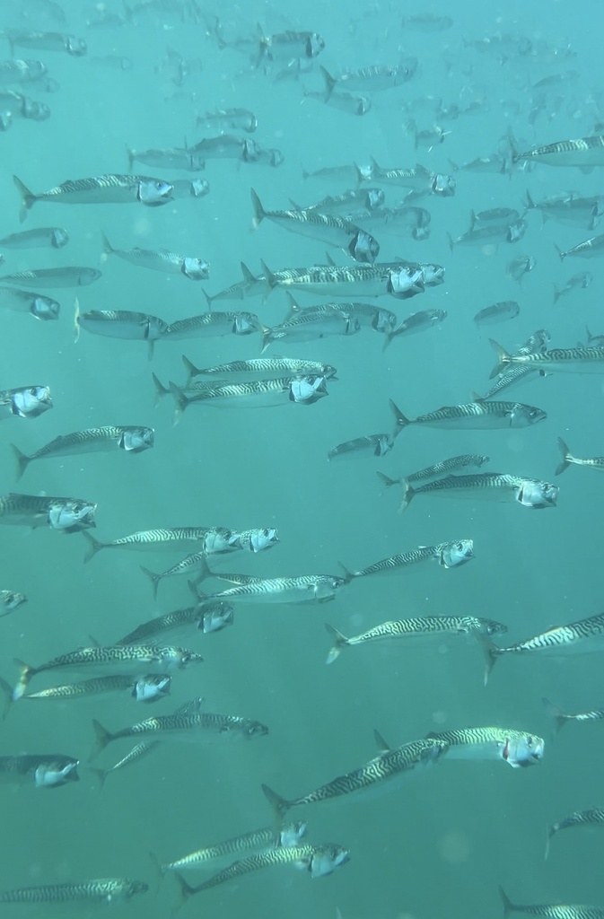 Atlantic Mackerel