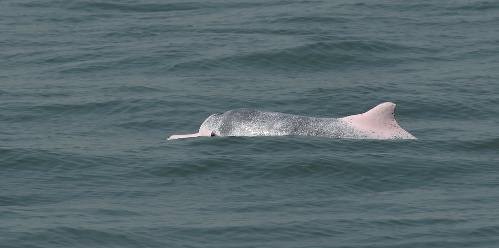 Dauphin à bosse du Pacifique