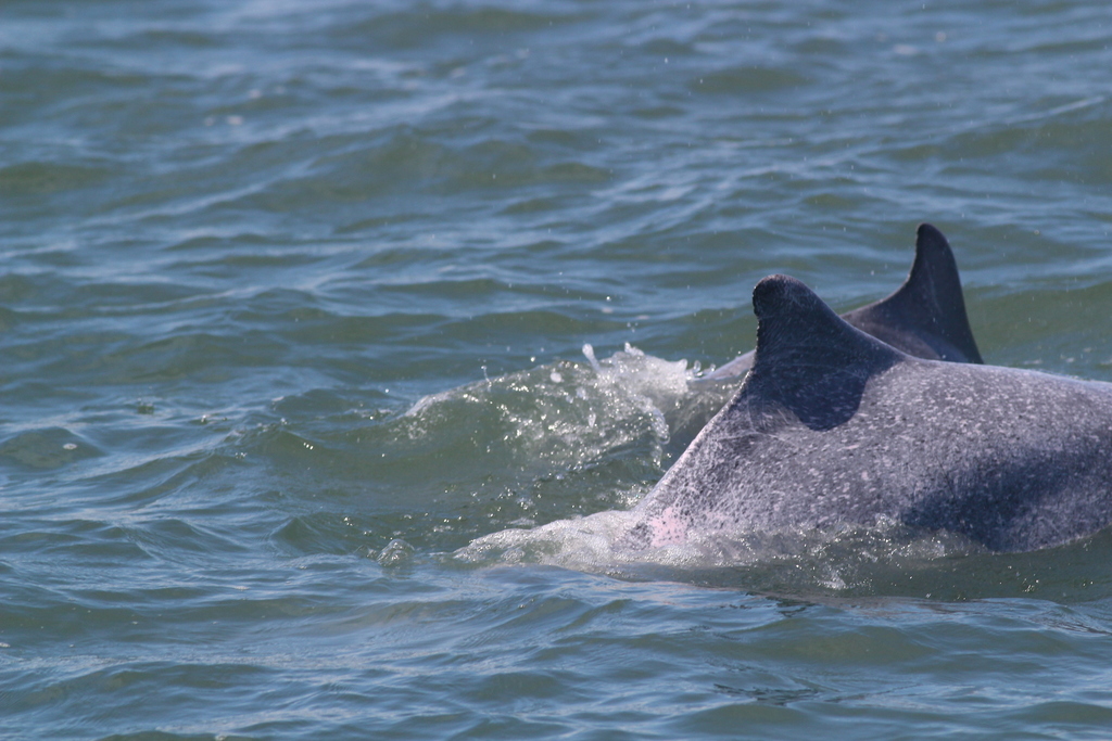 Dauphin à bosse du Pacifique