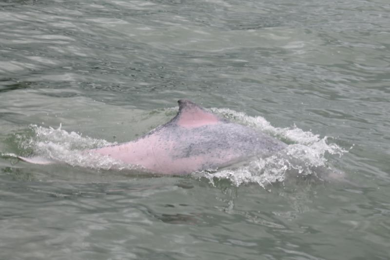 Dauphin à bosse du Pacifique
