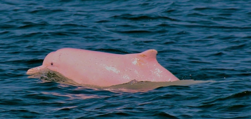 Dauphin à bosse du Pacifique