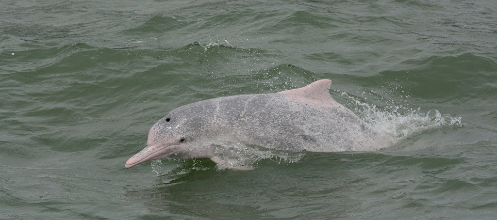 Dauphin à bosse du Pacifique