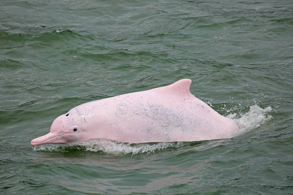 Dauphin à bosse du Pacifique