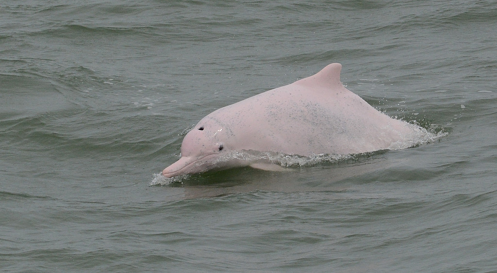 Dauphin à bosse du Pacifique