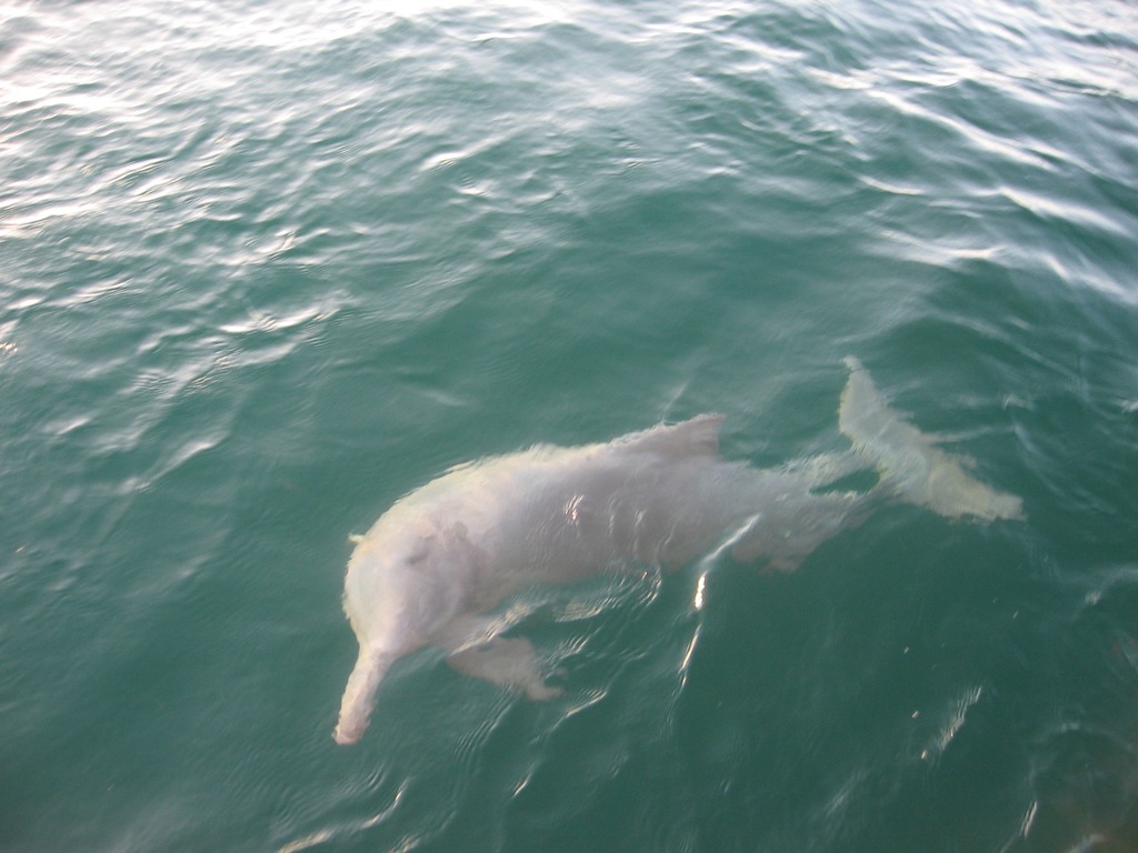 Dauphin à bosse du Pacifique