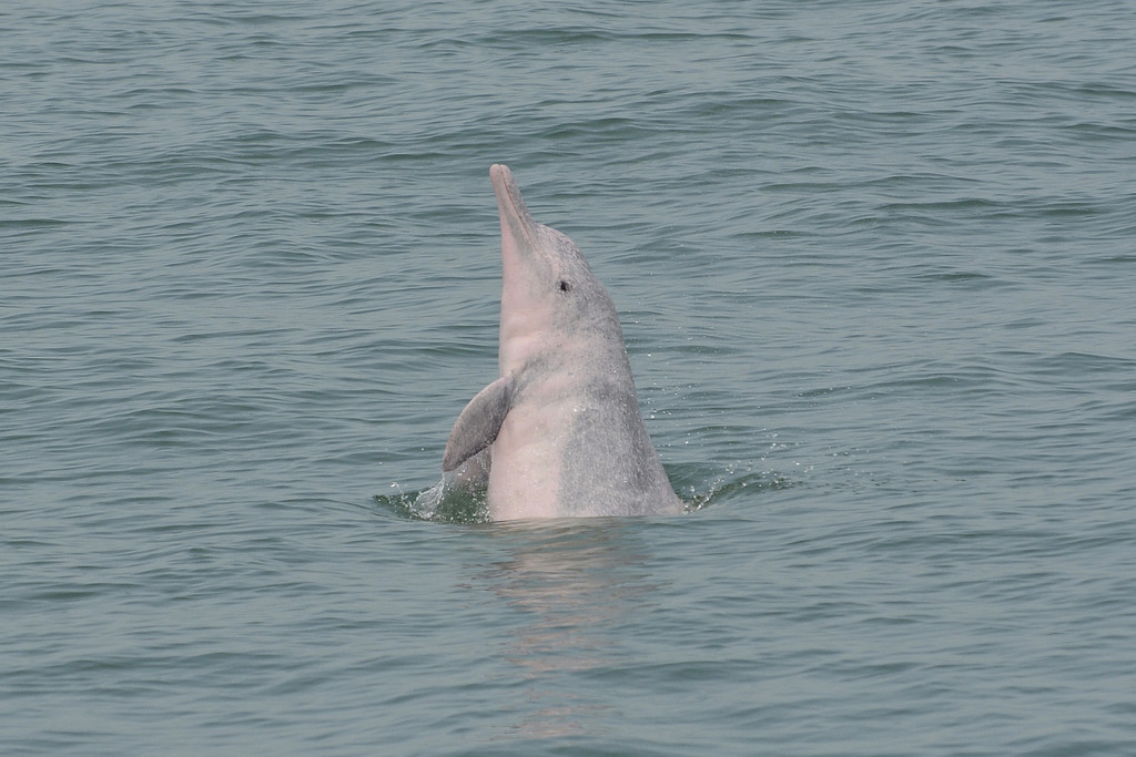 Dauphin à bosse du Pacifique