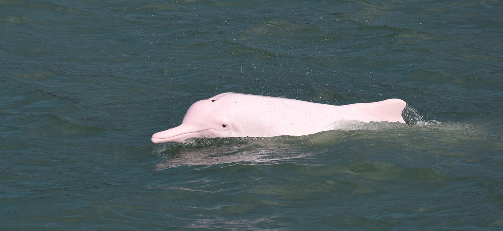 Dauphin à bosse du Pacifique