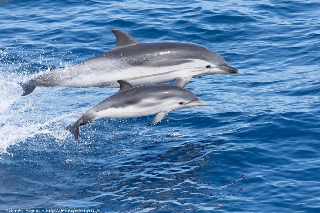 Dauphin bleu-et-blanc