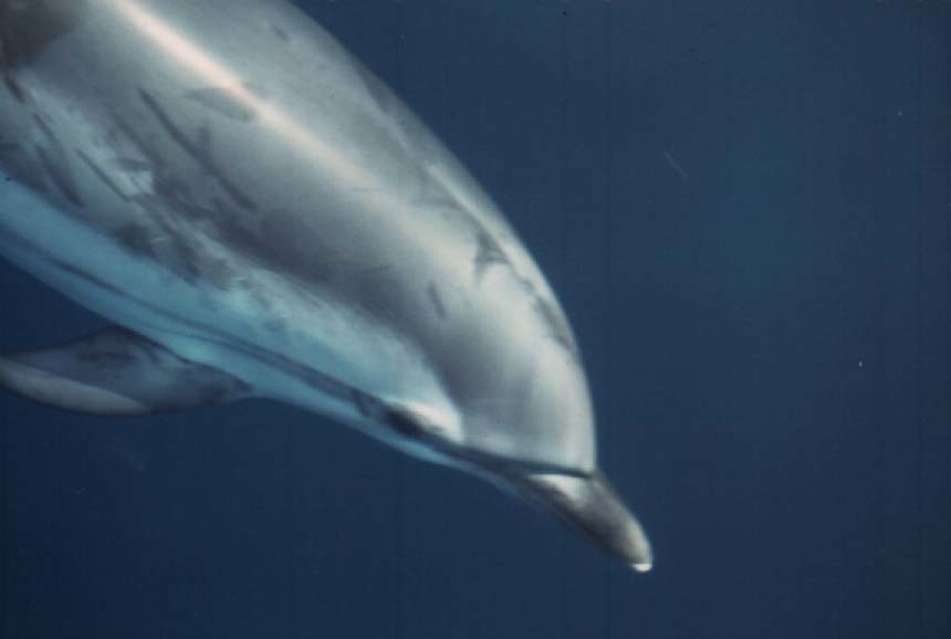 Striped Dolphin